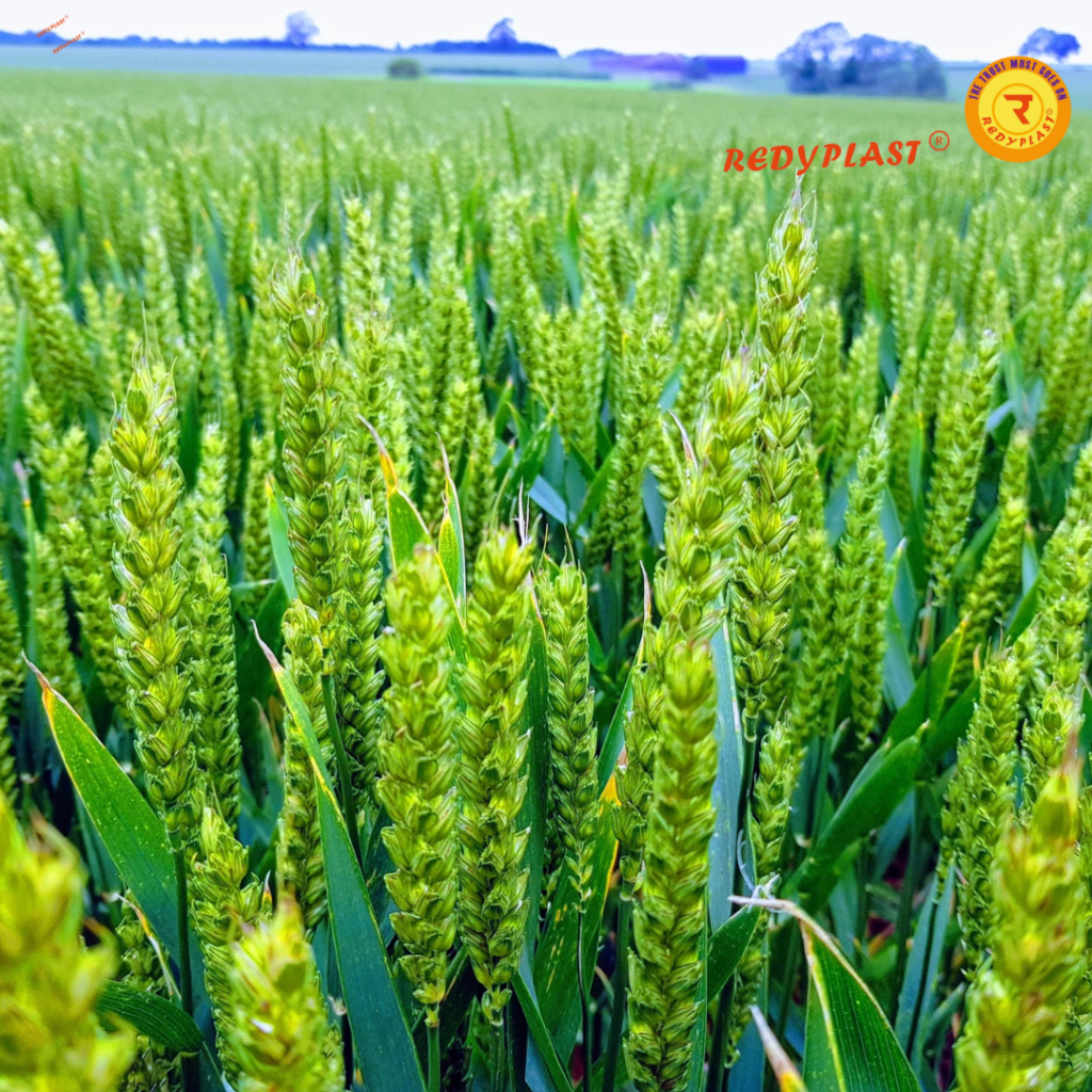 innovations in Sustainable Agriculture redy Plast