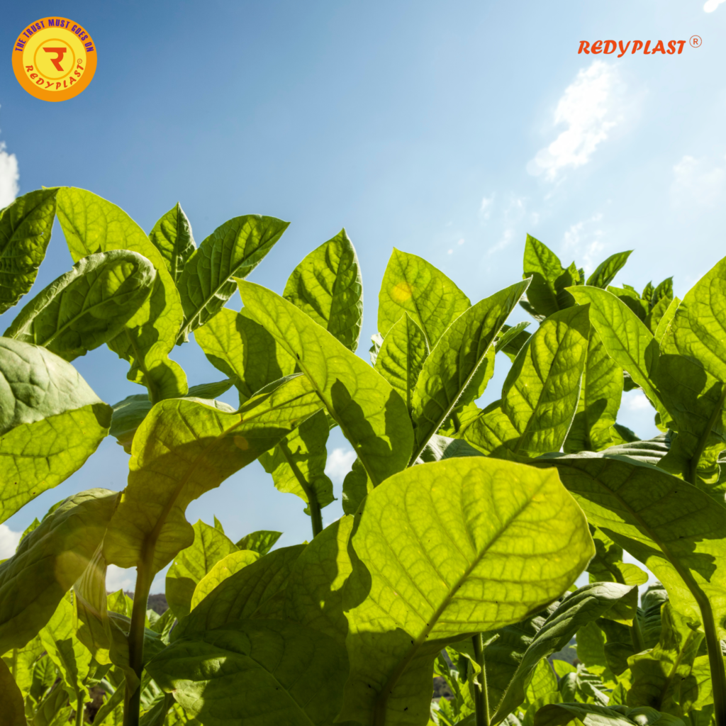 Telangana Tobacco Farming