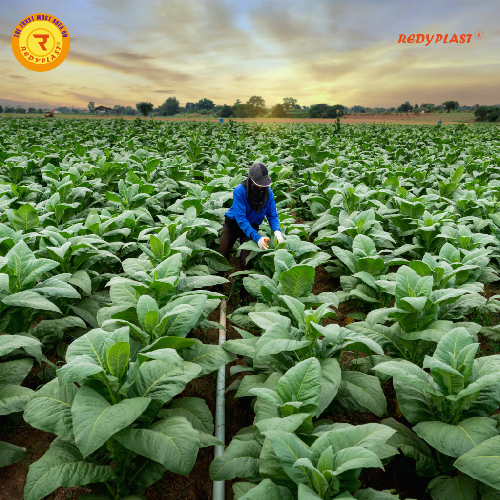 Telangana Tobacco Farming