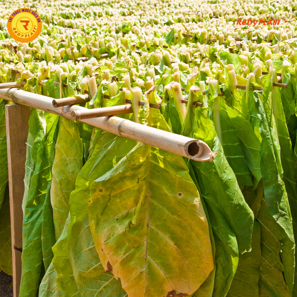 Telangana Tobacco Farming