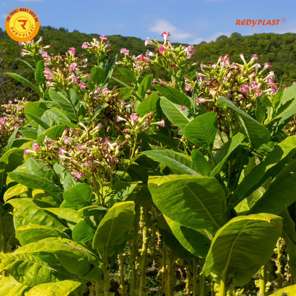  Telangana Tobacco Farming 