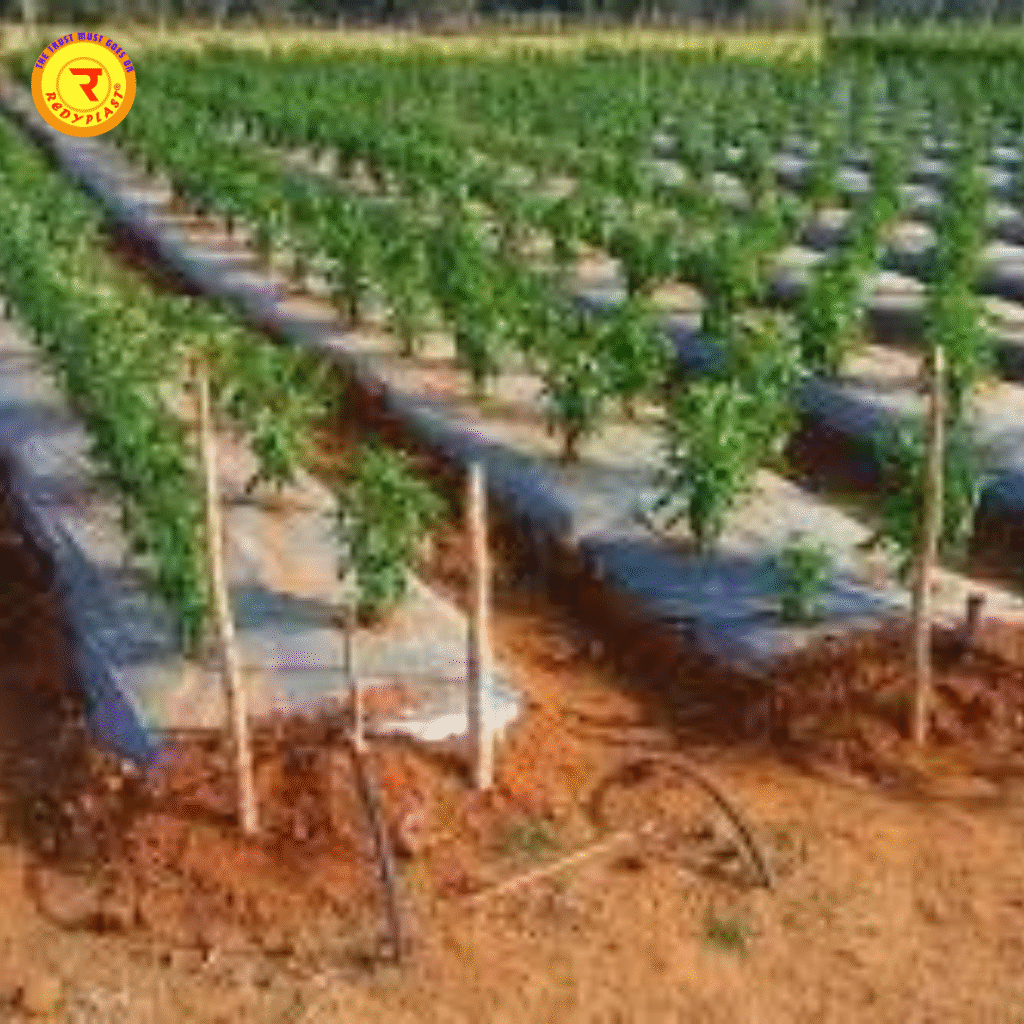 best irrigation for chilli farming AP/Telangana
